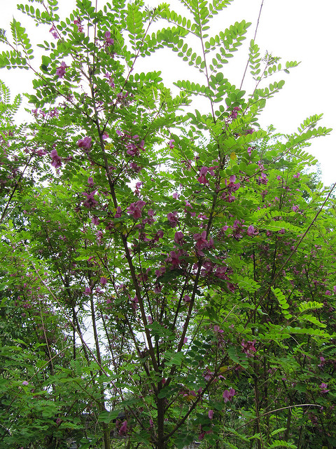 Indigotier heterantha