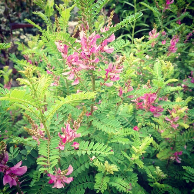 Indigotier heterantha