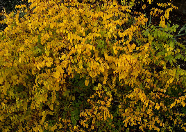Indigotier heterantha (Indigofera heterantha)