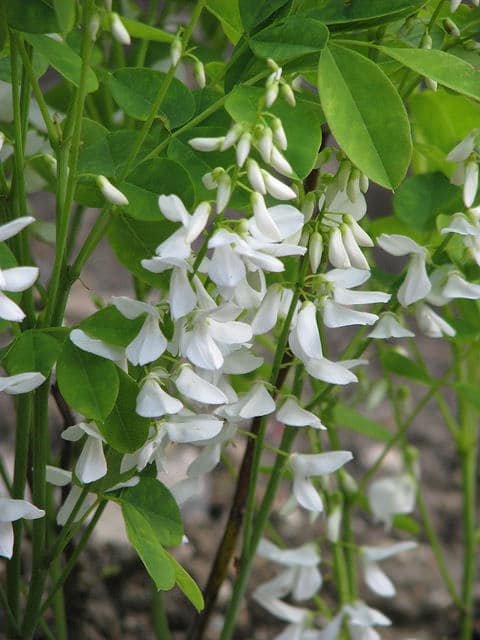 Indigofera kirilowii