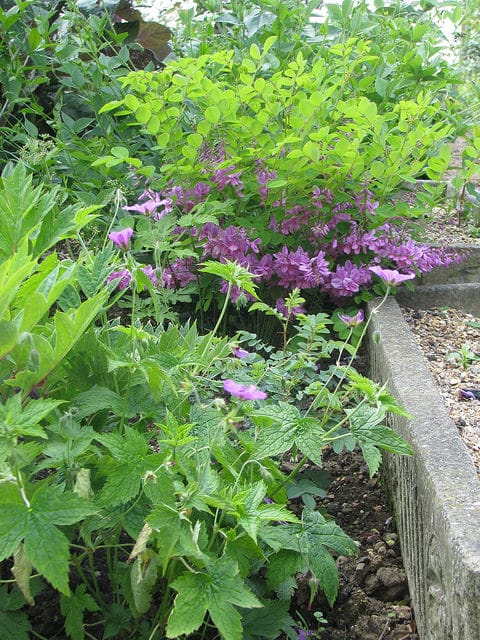 Indigofera kirilowii