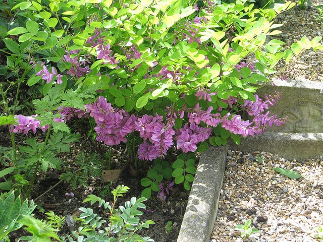 Indigofera kirilowii