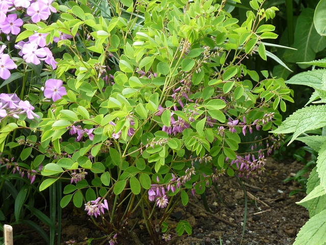 Indigofera kirilowii