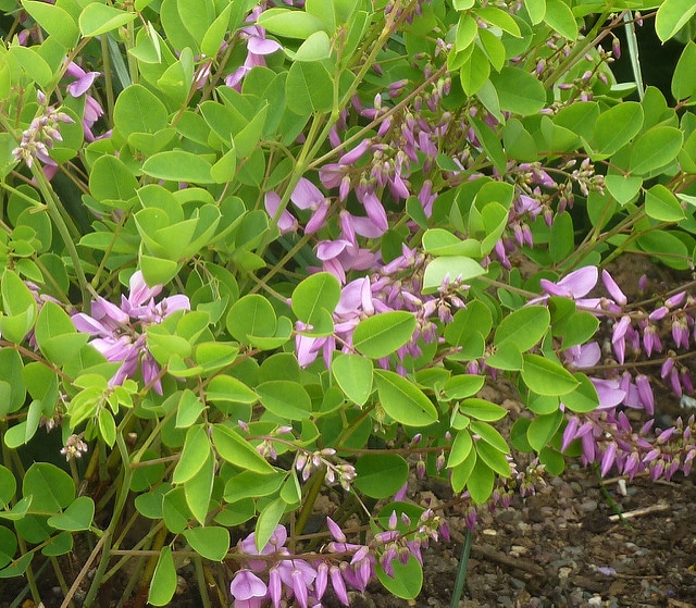 Indigofera kirilowii