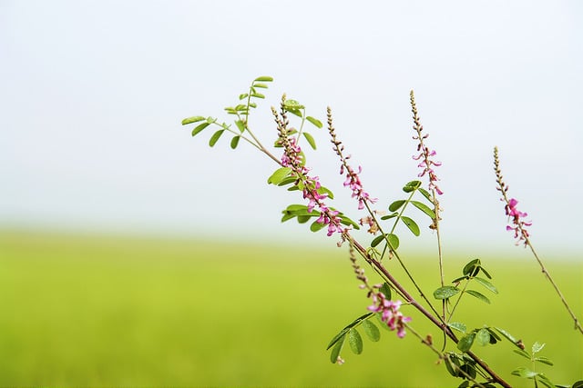 Indigofera pseudotinctoria