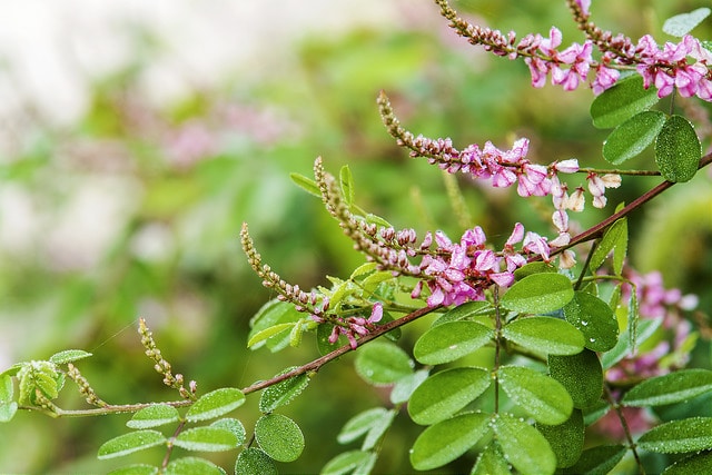 Indigofera pseudotinctoria