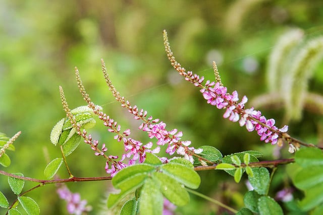 Indigofera pseudotinctoria