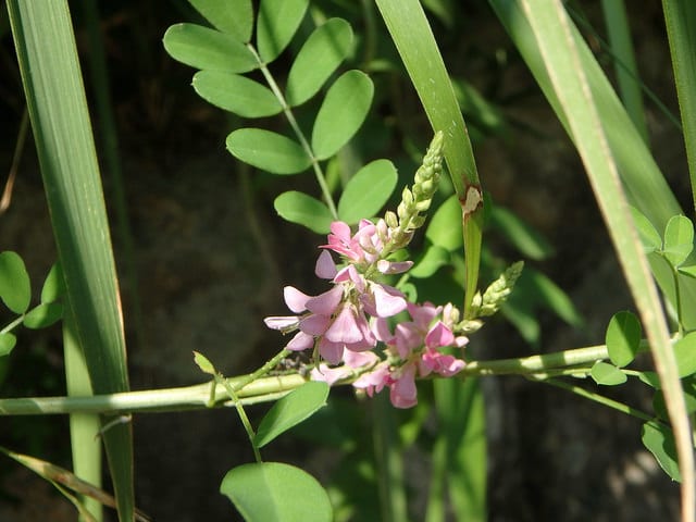 Indigofera pseudotinctoria