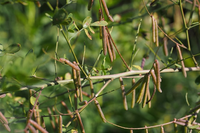 Indigofera pseudotinctoria