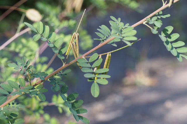 Indigofera pseudotinctoria