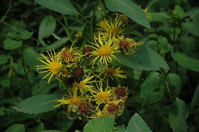 Inule britannique (Inula britannica)