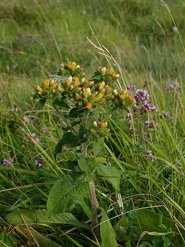 Herbe aux mouches (Inula conyza)