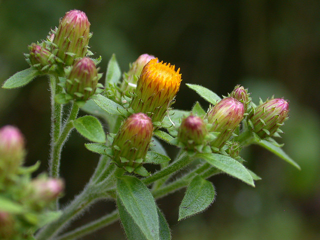 Herbe aux mouches