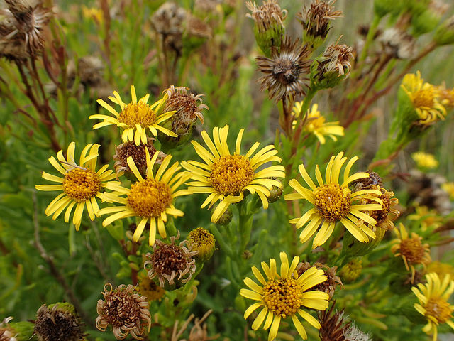Inule fausse criste (Inula crithmoides)