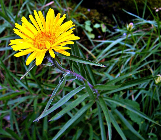 Aunée à feuilles récurvées (Inula ensifolia)
