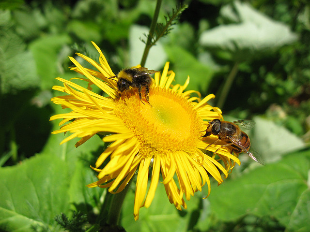 Grande aunée (Inula helenium)