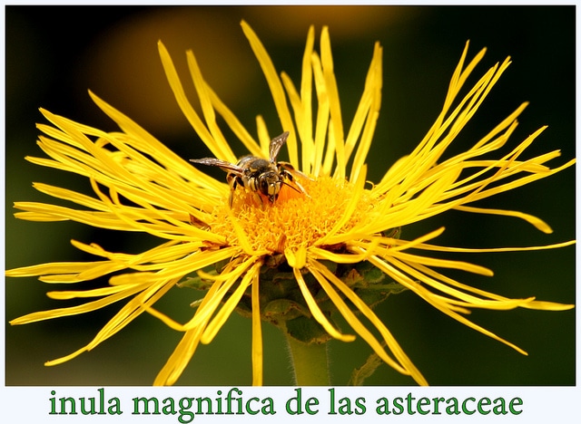 Aunée magnifique (Inula magnifica)