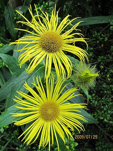 Aunée orientale