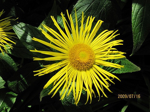 Aunée orientale