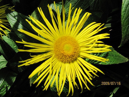 Aunée orientale (Inula orientalis)