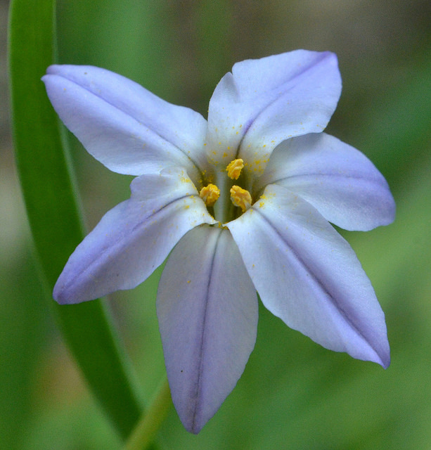 Iphéion uniflore
