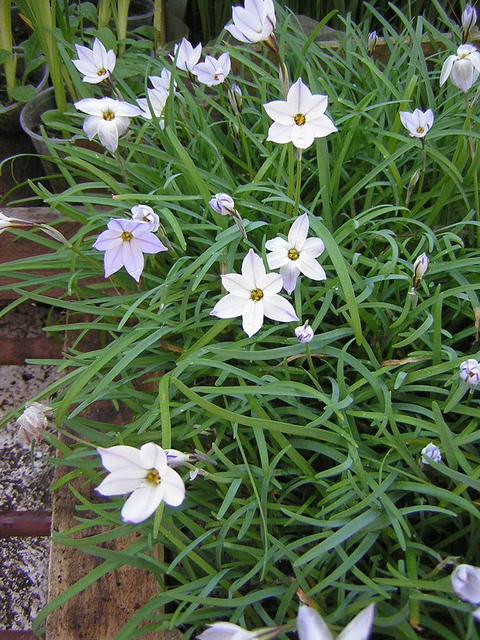 Iphéion uniflore
