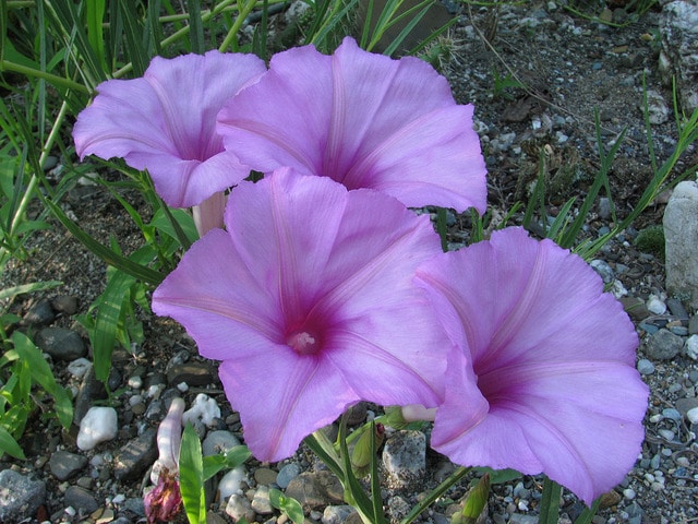 Ipomoea leptophylla