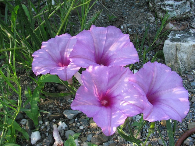Ipomoea leptophylla