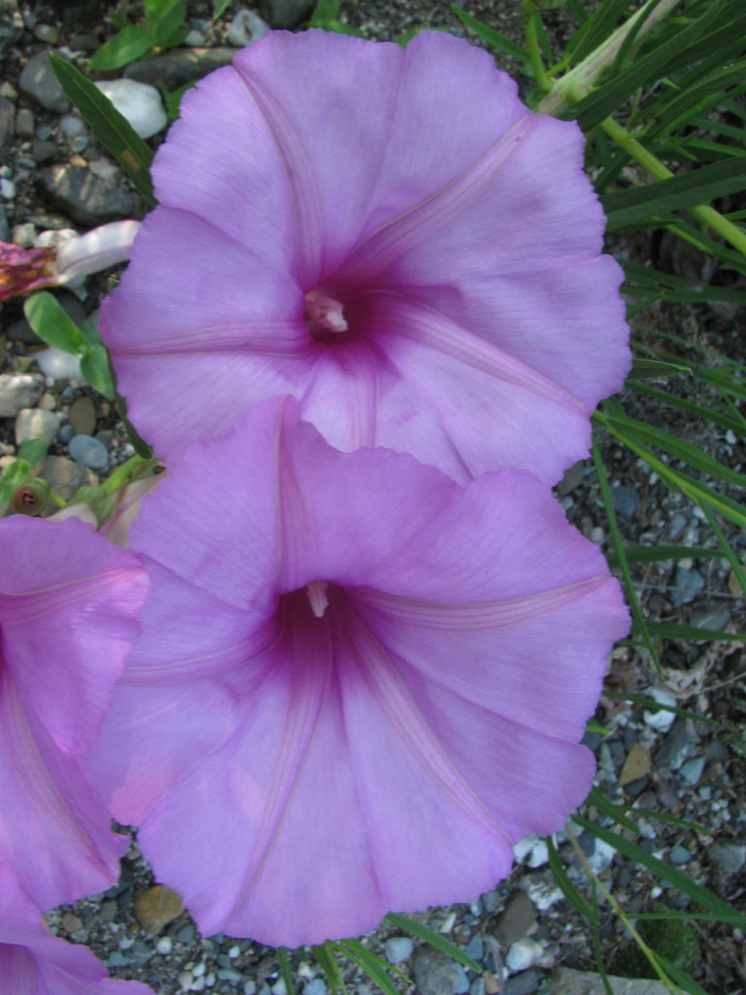 Ipomoea leptophylla
