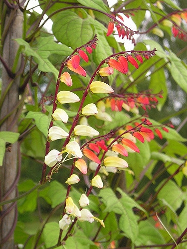 Ipomoea lobata