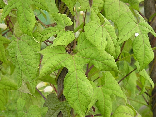 Ipomoea lobata