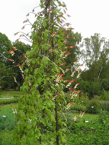 Ipomoea lobata