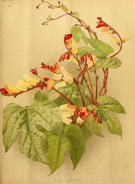 Ipomoea lobata