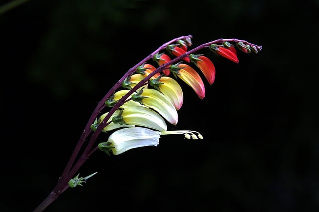 Ipomoea lobata
