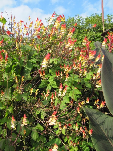 Ipomoea lobata