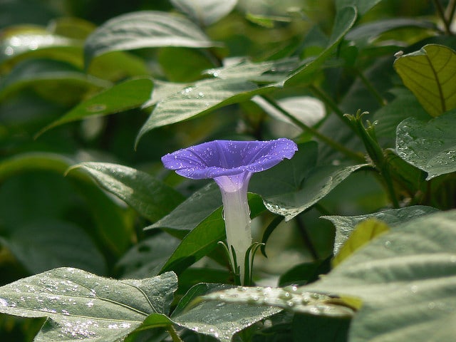 Ipomoea nil