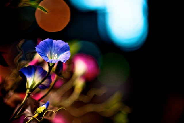 Ipomoea nil
