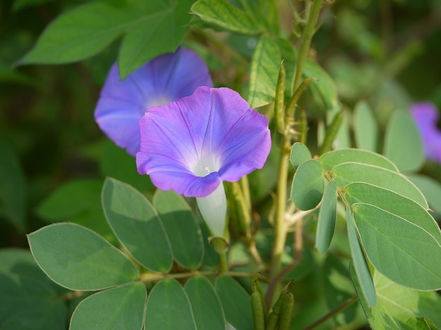 Ipomoea nil