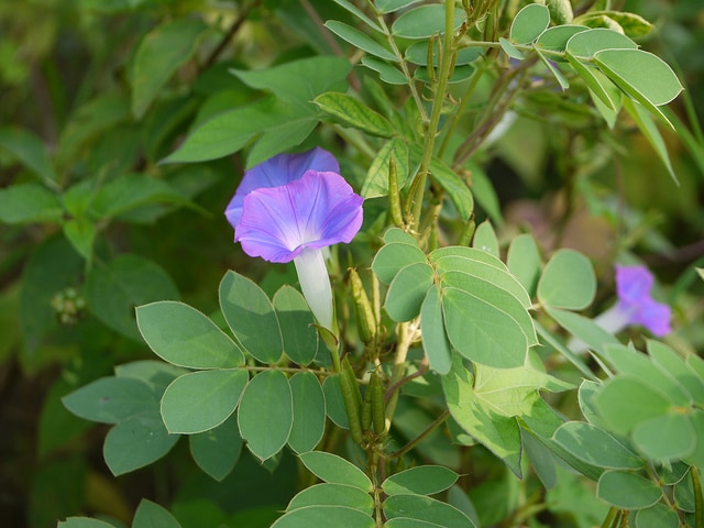 Ipomoea nil