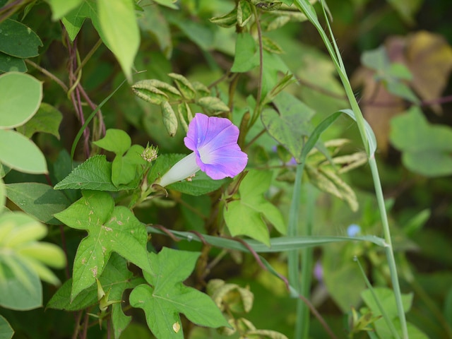 Ipomoea nil