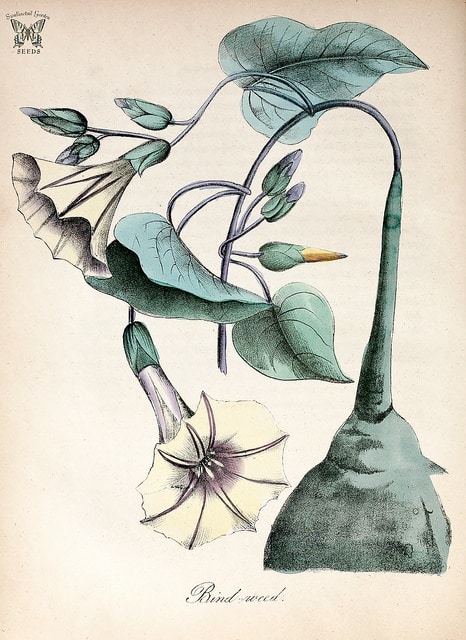 Ipomoea pandurata