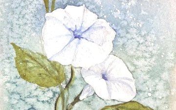 Ipomoea pandurata