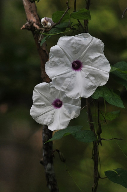 Ipomoea pandurata