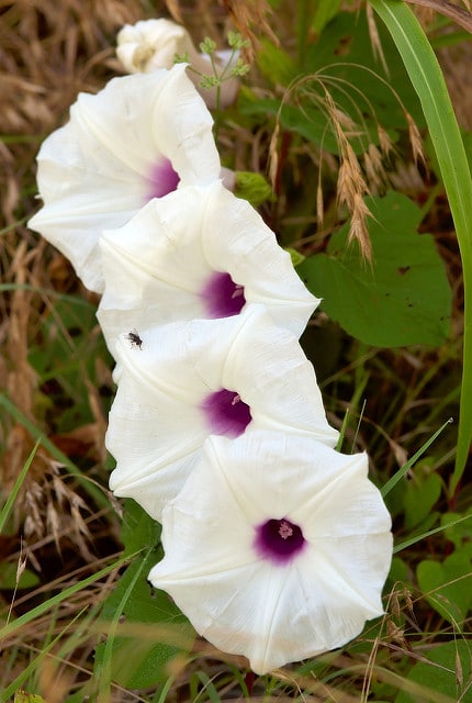 Ipomoea pandurata