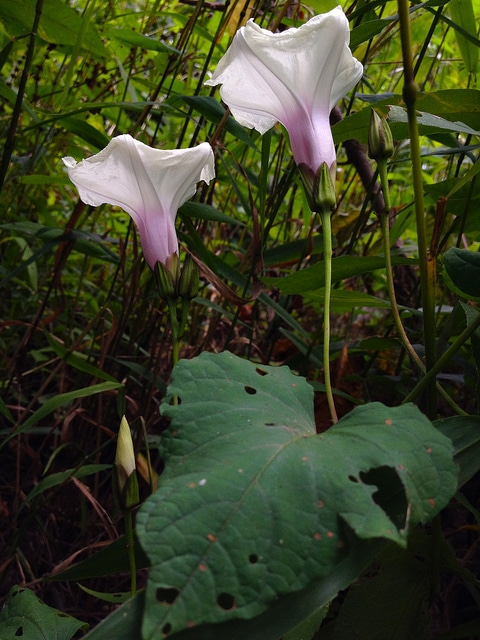Ipomoea pandurata