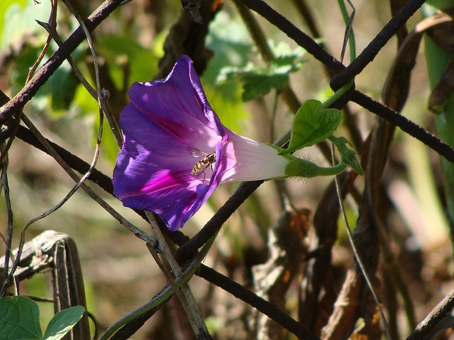 Volubilis (Ipomoea purpurea)