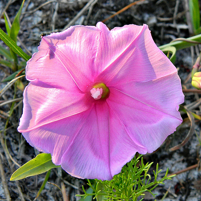 Ipomée sagittée