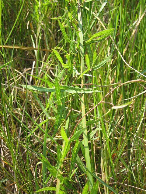 Ipomée sagittée