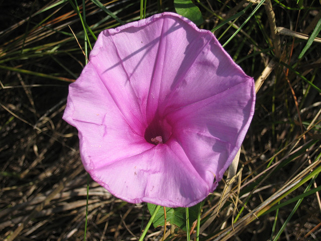 Ipomée sagittée