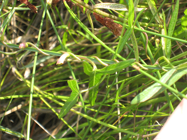 Ipomée sagittée (Ipomoea sagittata)